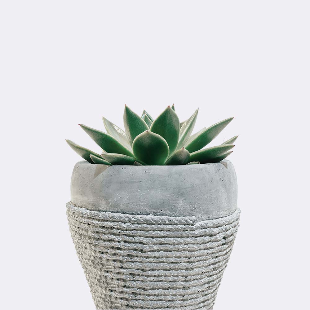 plant5 free img plant5 free img